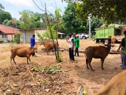 TJPS, Gerakan Tanam JAGUNG Berbuah TERNAK (seri -1)
