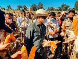 NTT Ekspor Perdana 1000 Ton JAGUNG Pemicu Petani GIAT Menanam