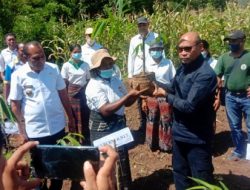 NTT Dipastikan Jadi SENTRA Agroforestry BAMBU di Indonesia