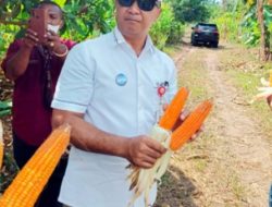 KREDIT Alsintan NOL Persen, BUKTI Bank NTT Mendukung PETANI