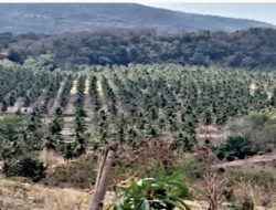 Mengapa GEREJA Mati-Matian MILIKI Tanah NANGAHALE