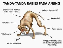 ADA 10.605 Kasus RABIES Serang Warga NTT Gubernur MELKY Terbitkan INSTRUKSI